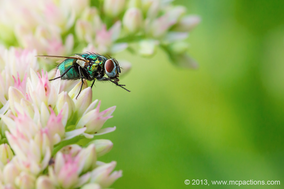 macro-bees-and-flies-17 Macro Image of a Fly Edited with Presets  
