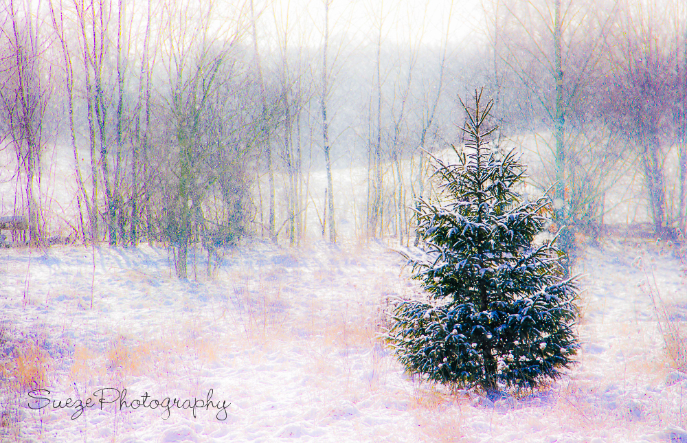 magical-winter- tree-a-1 Magical Winter Fa'asa'o le Fa'aaogaina o Vaitau, A'ai, ma Fa'amalamalama.