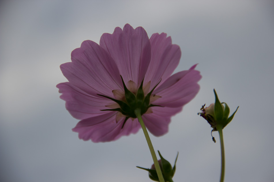 pink-cosmos-mcp-before-1-of-1 Spring and Summer Actions for Floral Edit