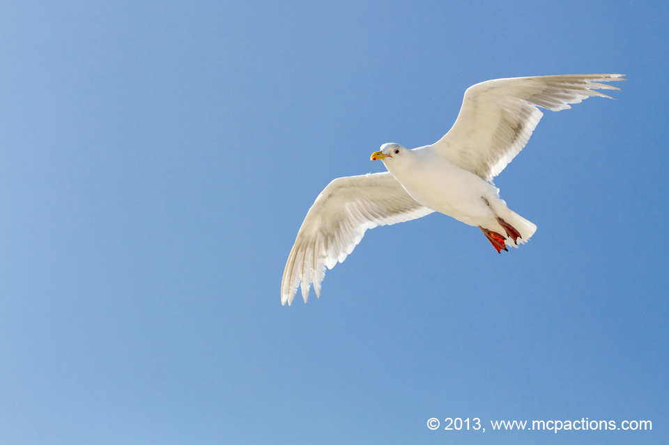 seagull-before1 Aggiungi interesse al noioso cielo blu con trame
